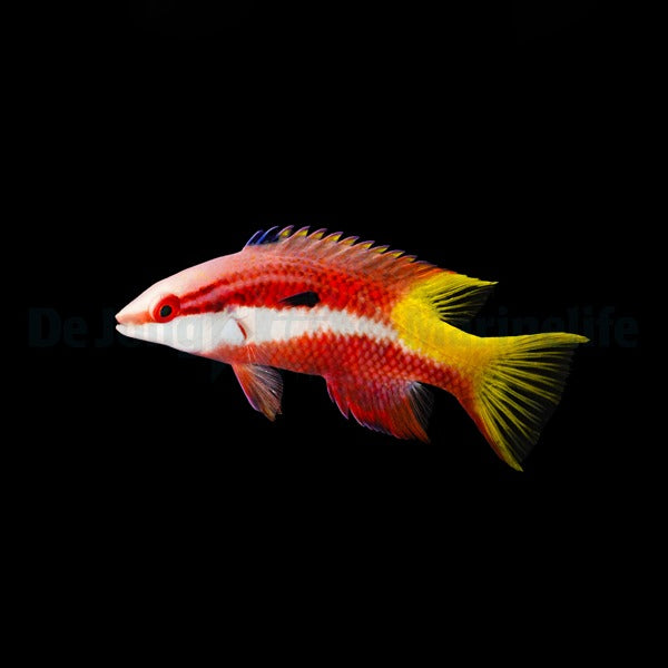 Bodianus pulchellus