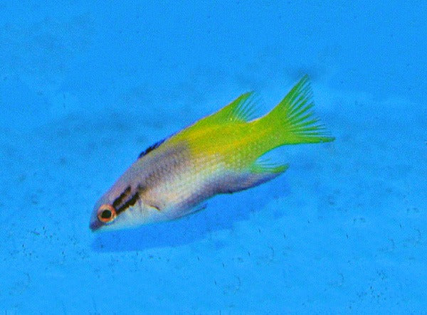 Bodianus pulchellus - T.B.