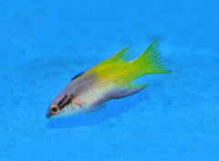 Bodianus pulchellus - T.B.