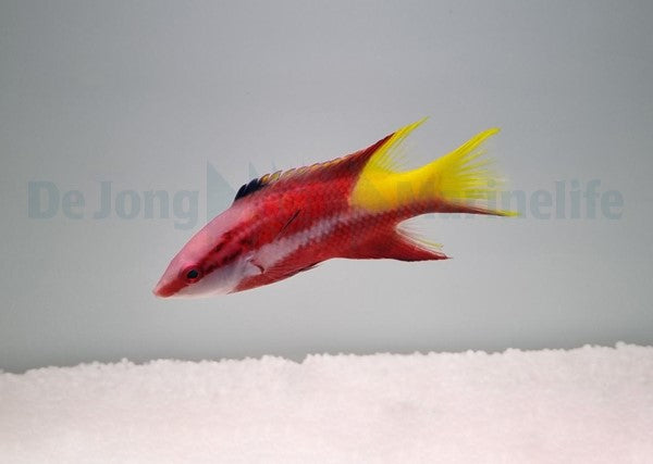 Bodianus pulchellus