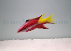 Bodianus pulchellus