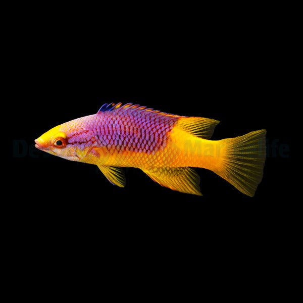 Bodianus rufus