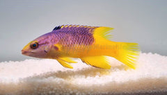 Bodianus rufus