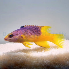 Bodianus rufus