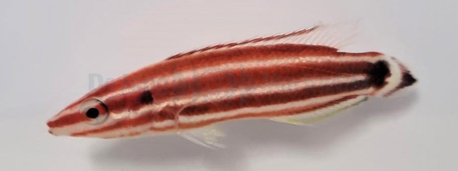Bodianus sepiacaudus