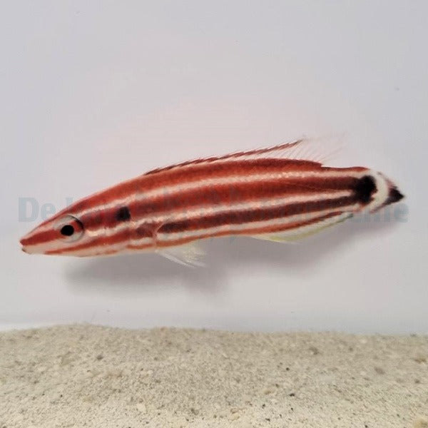 Bodianus sepiacaudus