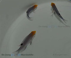 Bodianus speciosus