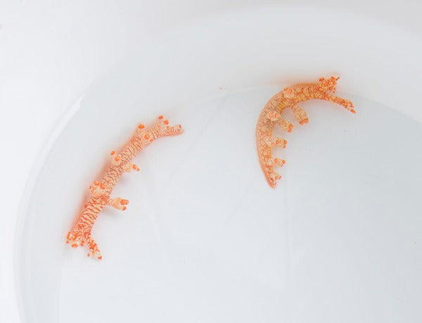 Bornella stellifer