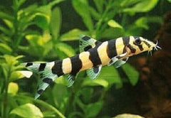 Botia histrionica M