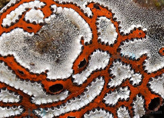 Botryllus schlosseri