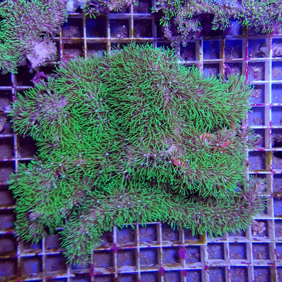Briareum spp. (Green) (Grade A)