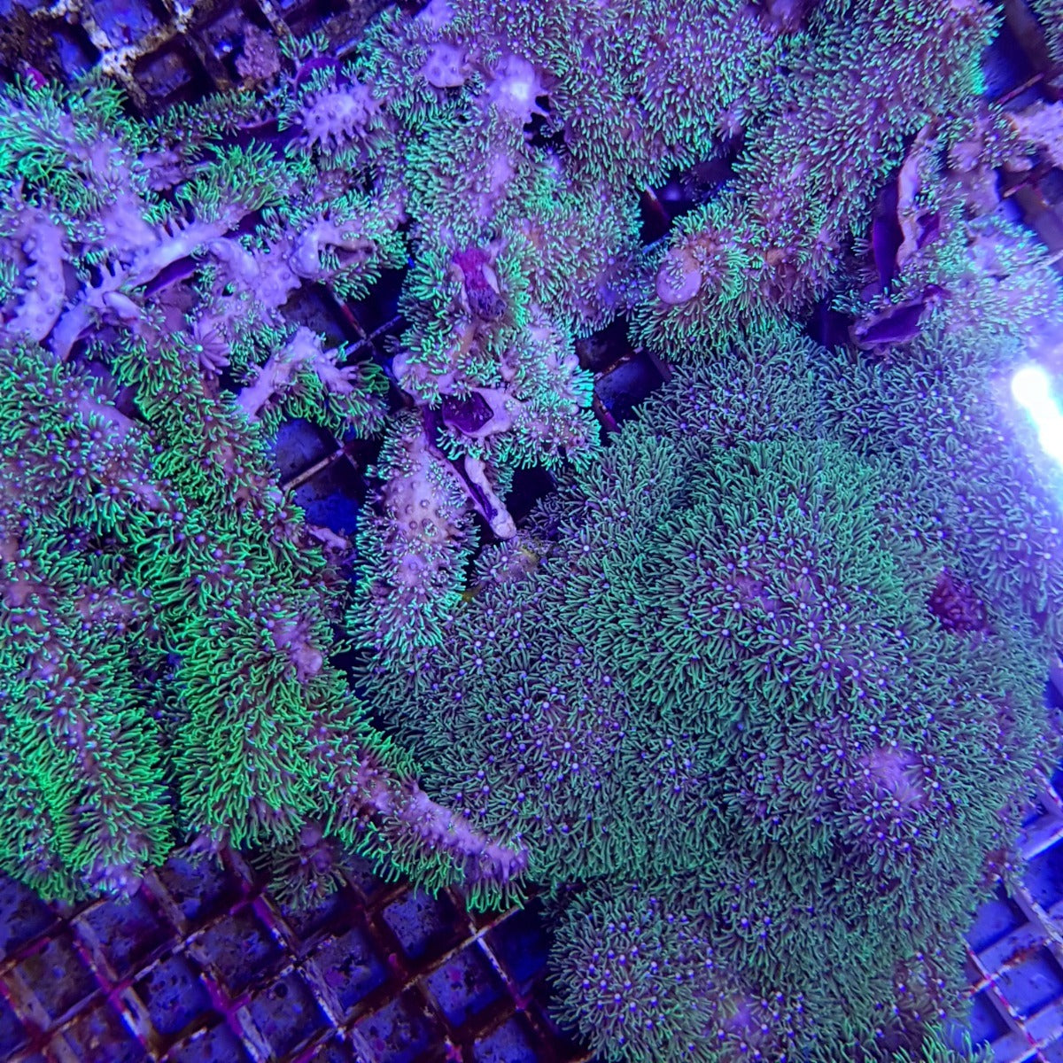 Briareum spp. (Green) (Grade A)