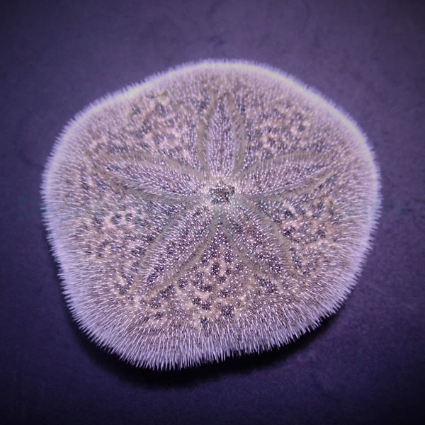 Brissus spp. (Sand dollar flat)