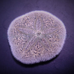 Brissus spp. (Sand dollar flat)