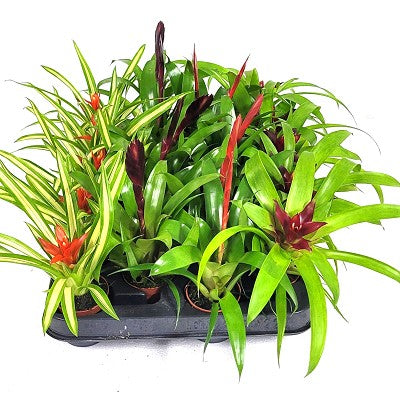 Bromelia mix per 10 pot op tray