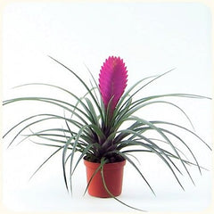 Tilandsia bromelia in pot