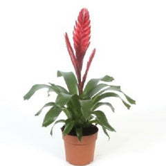 Bromelia vriesea in pot