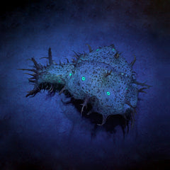 Bursatella leachi