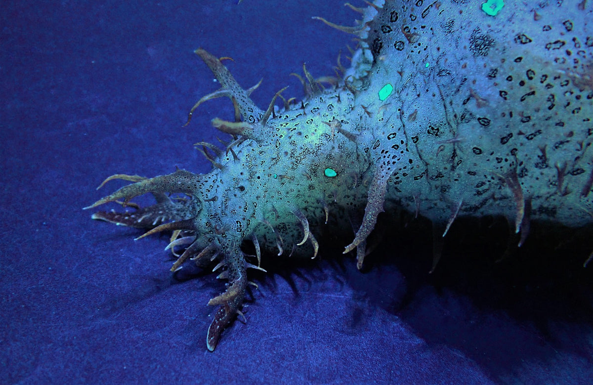 Bursatella leachi