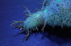 Bursatella leachi