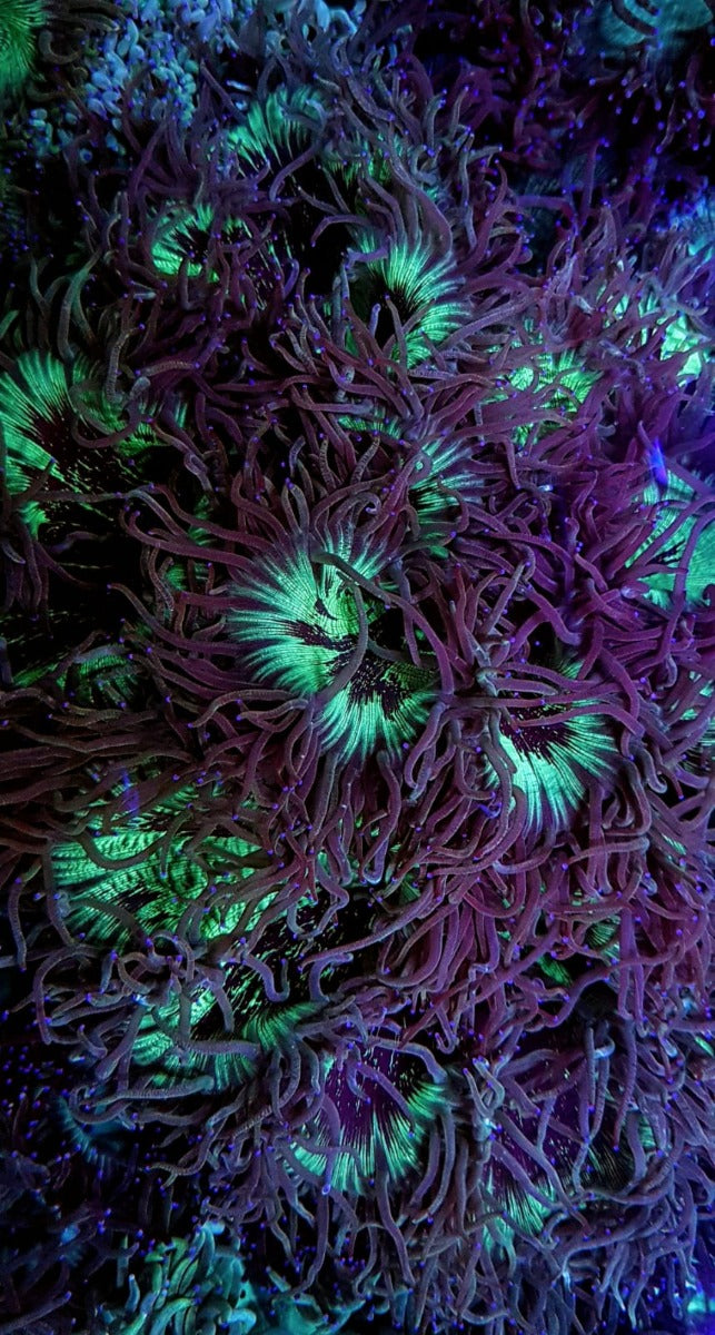 Catalaphyllia jardinei