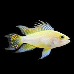Apistogramma cacatuoides lemon 3 cm.