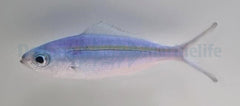 Caesio caerulaurea