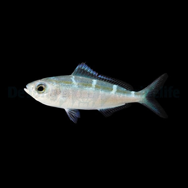 Caesio caerulaurea