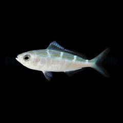 Caesio caerulaurea