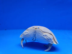 Calappa Calappa