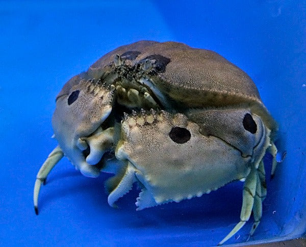 Calappa spp.