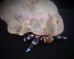 Calcinus elegans