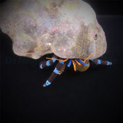 Calcinus elegans