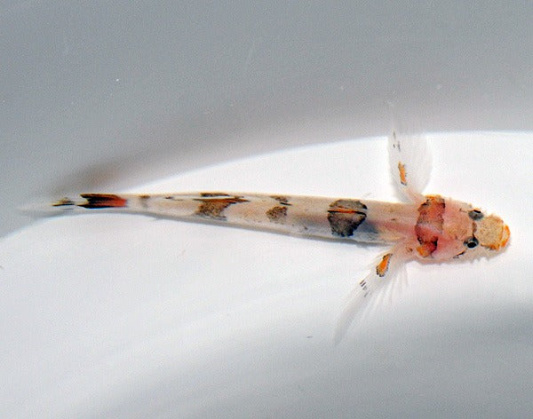 Callogobius cf. amikami