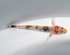 Callogobius cf. amikami