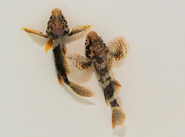 Callogobius crassus