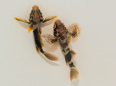 Callogobius crassus