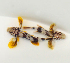 Callogobius crassus