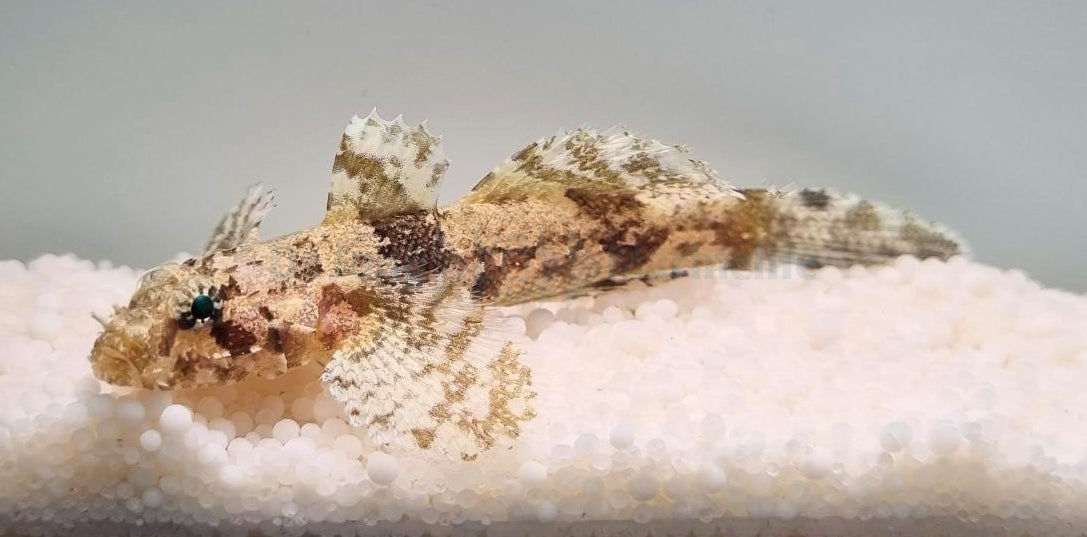 Callogobius hasseltii