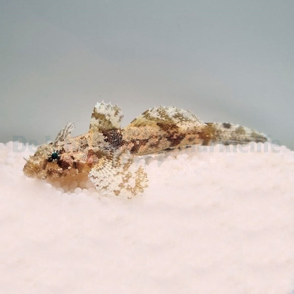 Callogobius hasseltii