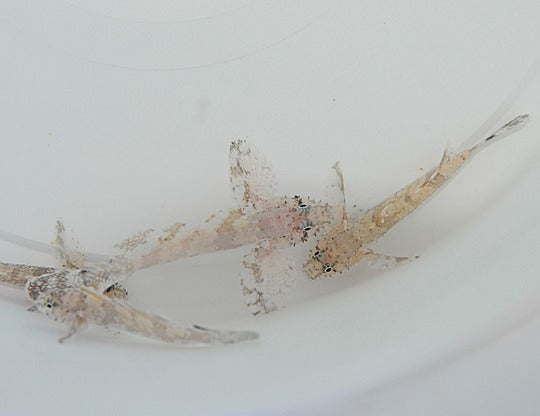 Callogobius hasseltii