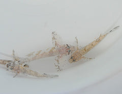 Callogobius hasseltii