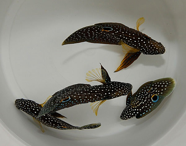 Calloplesiops altivelis