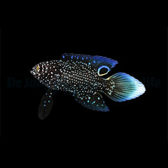 Calloplesiops altivelis - DJM Bred