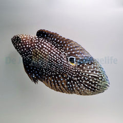 Calloplesiops altivelis
