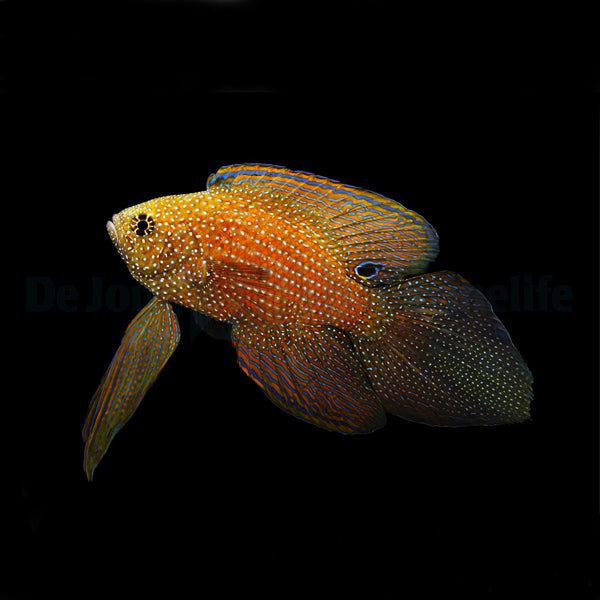 Calloplesiops argus