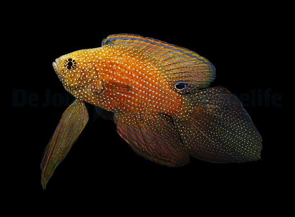 Calloplesiops argus