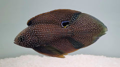 Calloplesiops argus