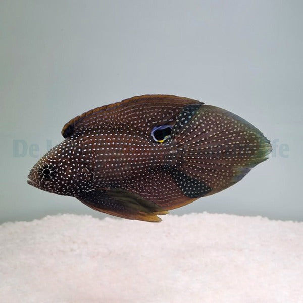 Calloplesiops argus