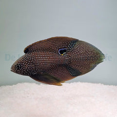 Calloplesiops argus